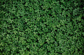 green glade clover grass background leaves carpet
