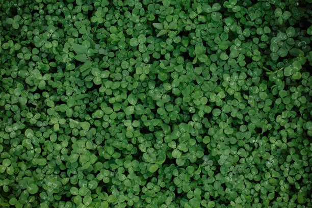 Photo of green glade clover grass background leaves carpet