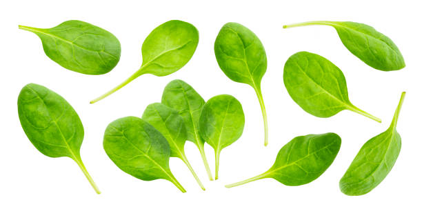 istock Spinach leaves isolated on white background with clipping path, collection 1183548714