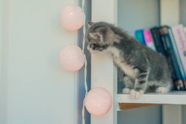 istock gray kitten sitting on a bookshelf 1183548952