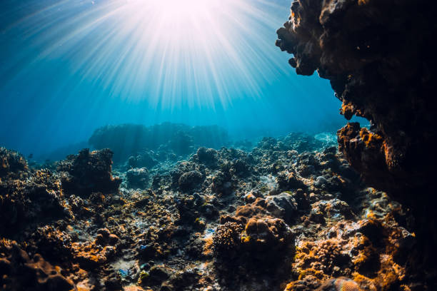 istock Underwater scene with corals, rocks and sun rays. Tropical sea and reef 1183551464