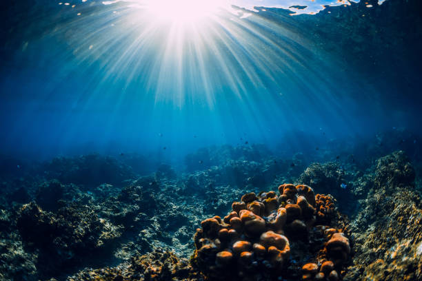 istock Underwater scene with corals, rocks and sun rays. Tropical blue ocean 1183551484