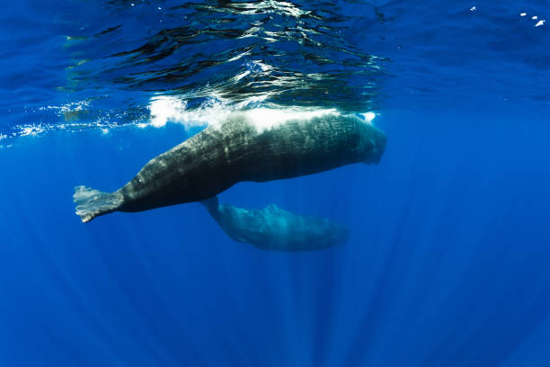 istock Sperm whales swimming underwater in ocean, Mauritius. 1183551511