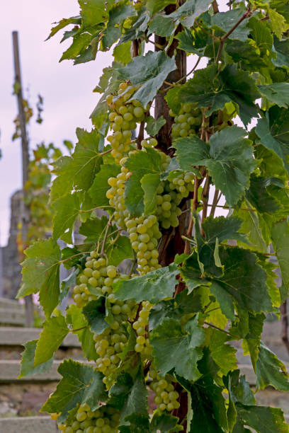 istock white bunch grapes hang on a vine bush 1183551659