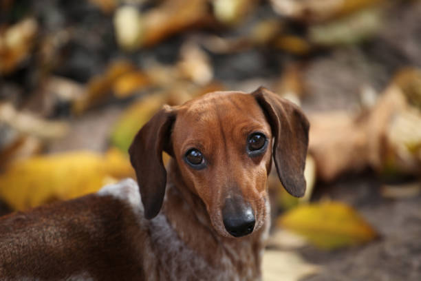 istock dog portrait autumn leaf background 1183552266