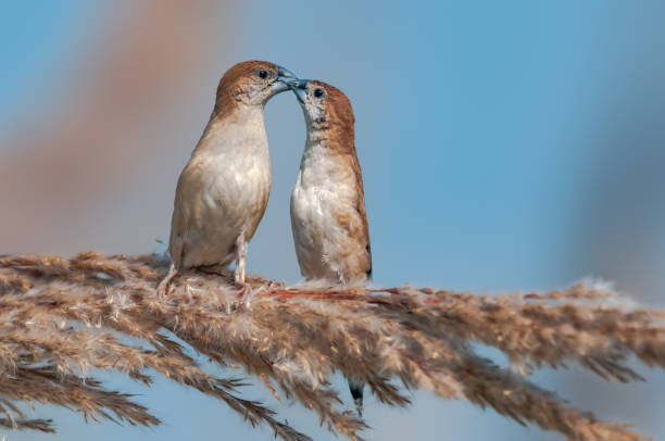 istock A pair of indian silverbill feeding on a bush 1183554045