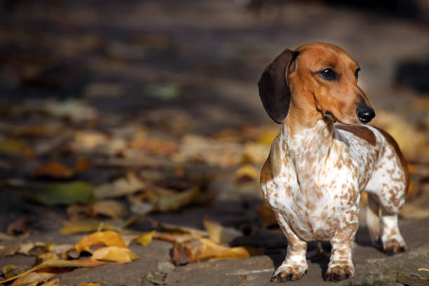 istock dog portrait autumn leaf background 1183554119