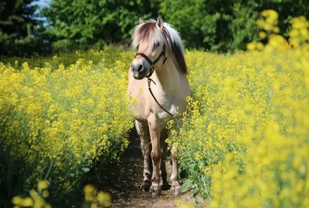 fjord horse is standing in a rape seed field