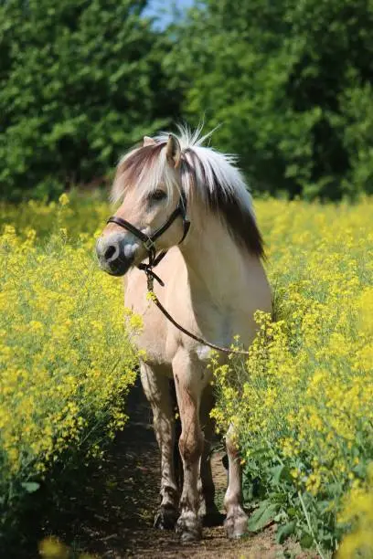 fjord horse is standing in a rape seed field