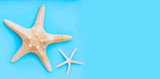 istock Two starfish on blue background. Top view with copy space 1183556368