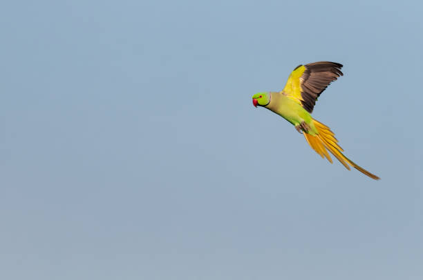 istock Rose ringed parakeet flying against blue sky 1183556612