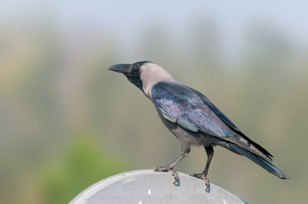 istock House crow sitting on a tv dish against plane background 1183556614
