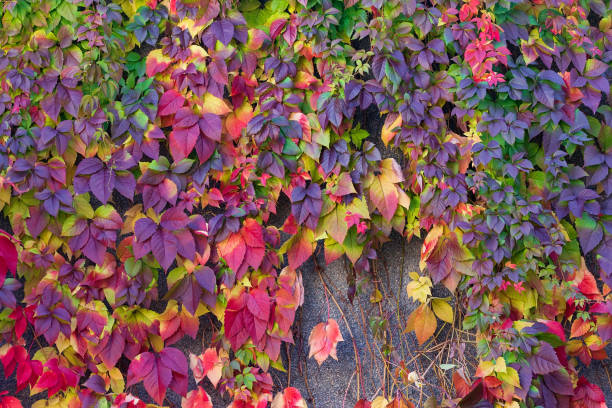 istock autumn wild grape leaves mid autumn 1183557604