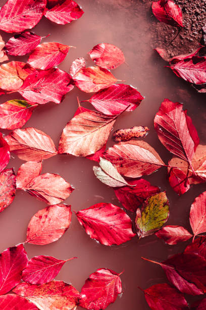 istock Red autumn leaves floating in pink water 1183557657
