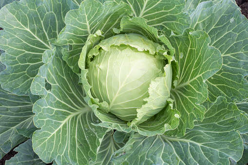 Big head cabbage with leaves in garden close up. Cabbage with drops water on leaves.