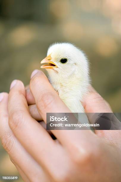Protetti - Fotografie stock e altre immagini di Accudire - Accudire, Animale, Animale appena nato