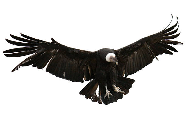 Andean Condor on white background  condor stock pictures, royalty-free photos & images