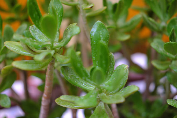 istock Fat italian plant 1183558533