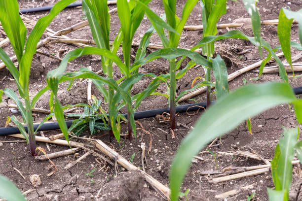 fattoria di mais con sistema di immersione dell'acqua. sistema di irrigazione automatica fai-da-te per vegetali vegetali. tecnologia sistema di immersione in acqua per piante vegetali in thailandia - dipping tobacco foto e immagini stock