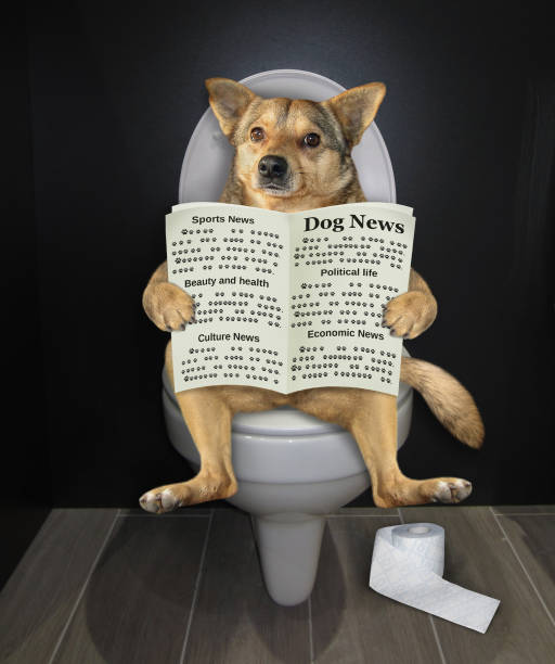istock Dog with newspaper on toilet 2 1183558938