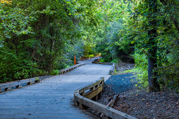 istock Wood Trail Disappearing into Distance 1183559705