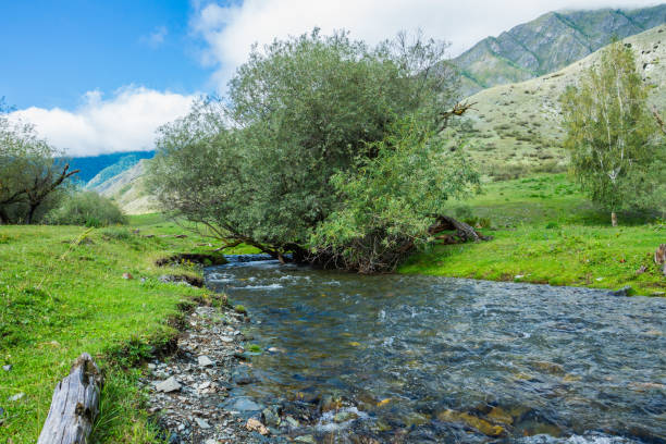 istock Mountain river in green valley 1183561035