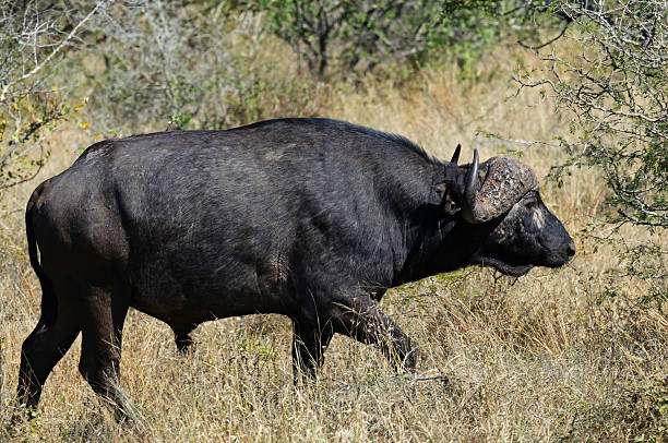 Buffalo in South Africa stock photo