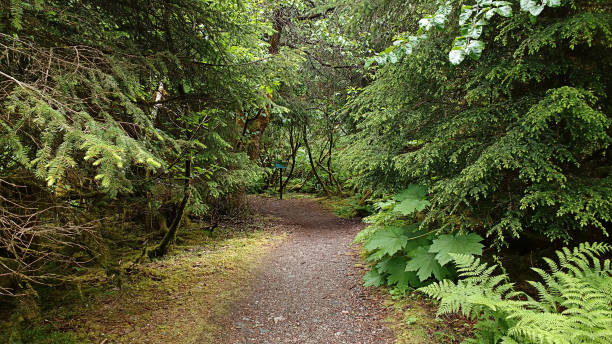 istock Road Through the Autumn Forest 1183561779
