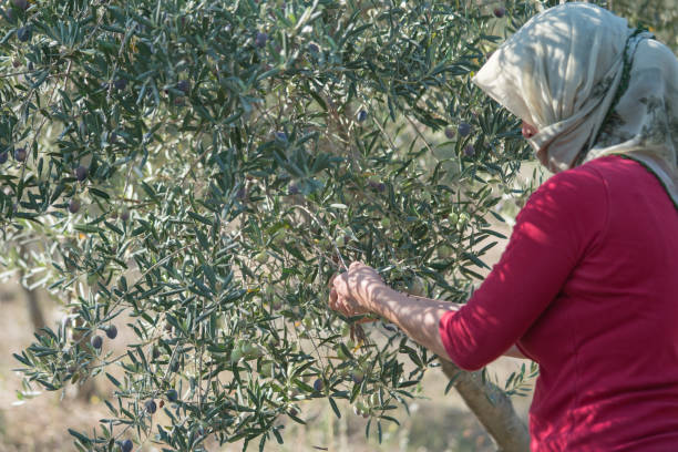 istock Woman harvesting olives 1183562161