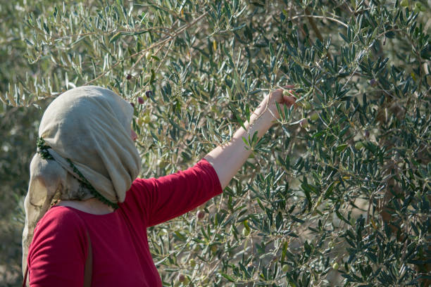 istock Woman harvesting olives 1183562703