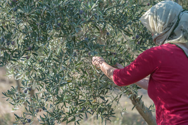 istock Woman harvesting olives 1183562744