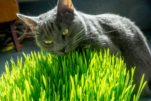 istock Russian blue breed cat eating grass. 1183563079