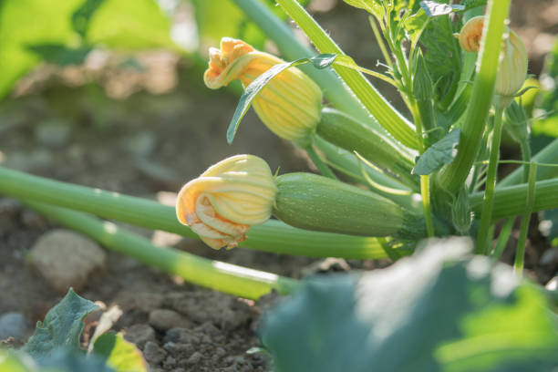 정원에서 자라는 호박의 녹색 잎과 싹 - pumpkin vegetable flower vegetable garden 뉴스 사진 이미지