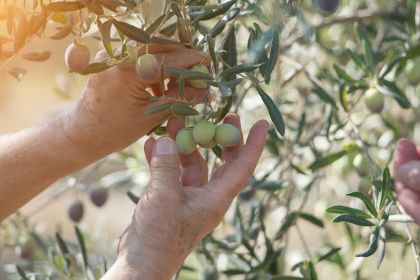 istock Female hand holding an olive branch on the tree 1183565424