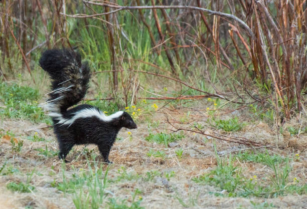 полосатый skunk и идеальный (оборонительный) осанка - skunk стоковые фото и изображения