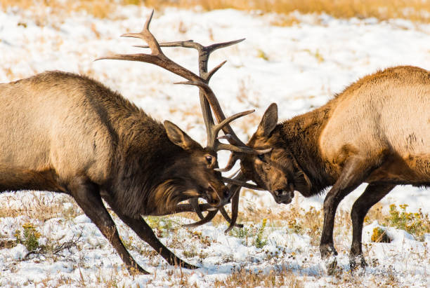 istock Massive Bull Elk Sparring for Dominance 1183566204