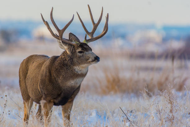 istock A Large Mule Deer Buck on a Winter Morning 1183566211