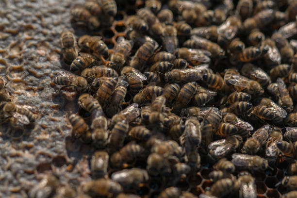 istock Bees feeding cells with honey honeycomb 1183566421