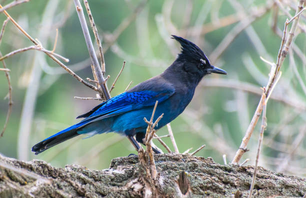 A Beautiful Stellar's Jay Perched in a Fallen Tree A Stellar's Jay Searching for Food jay stock pictures, royalty-free photos & images