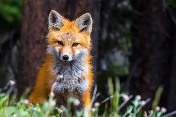 Photo of An Adorable Red Fox Kit in the Forest