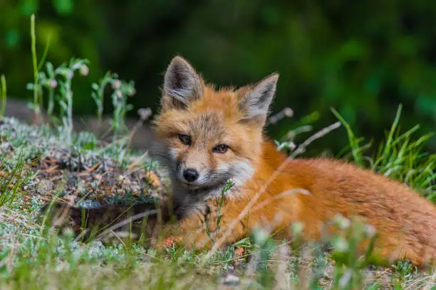 Photo of An Adorable Red Fox Kit in the Forest