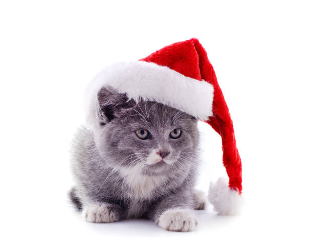 istock Cat in a Christmas hat. 1183567668