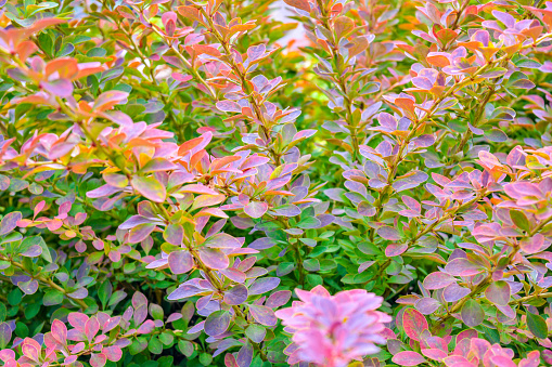 Garden ornamental bush with long single branches growing from the ground with small green and purple leaves and thorns. Beautiful branches with colorful foliage close