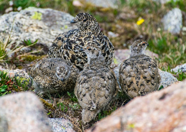 istock A White-tailed Ptarmigan and Chicks 1183568874