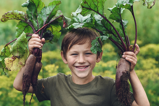 Little boy in a vegetable garden holding beetroot