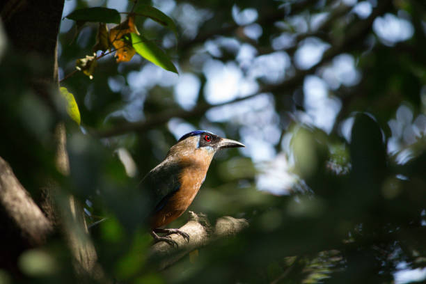 Bird sitting on tree branch in Brazilian cerrado.