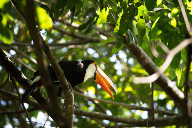 istock Toucan ramphastos toco on Forest 1183569203