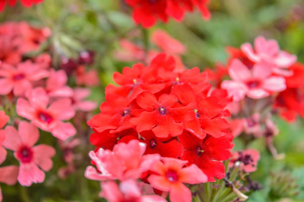 istock Red Pelargonium or Geranium flower blooming in summer garden 1183569233