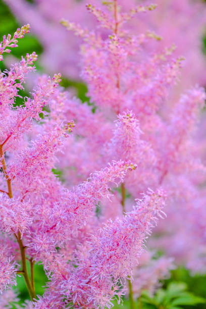 istock Aruncus dioicus or goat beard pink plant close up on green on blurred background 1183569248