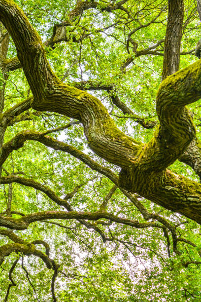 istock Mossy branches of mighty ancient oak tree, summer forest. Oak bark covered moss 1183569258
